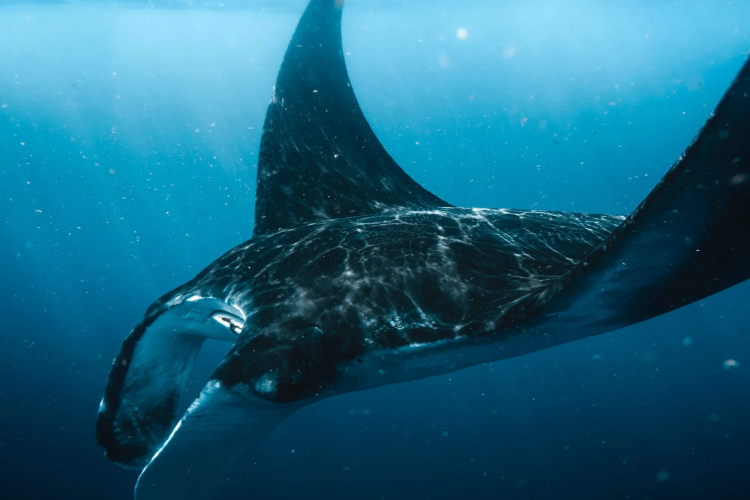 Manta Ray Underwater